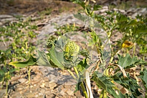 Spiky seed capsule of the trumpet shaped flower of hallucinogen plant Devil`s Trumpet