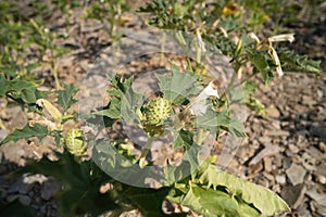 Spiky seed capsule of the trumpet shaped flower of hallucinogen plant Devil's Trumpet