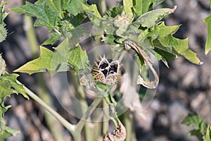 Spiky seed capsule of the trumpet shaped flower of hallucinogen plant Devil's Trumpet open releasing the seeds