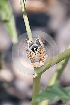 Spiky seed capsule of the trumpet shaped flower of hallucinogen plant Devil`s Trumpet open releasing the seeds inside