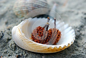 Spiky Seed on seashell