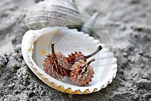 Spiky Seed on seashell