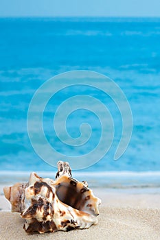 Spiky shape seashell on sandy beach with sea or ocean waves as background for vertical macro vacation wallpaper or postcard