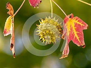 Spiky Sweetgum Tree Seed Pod with Red Autumn Leaves