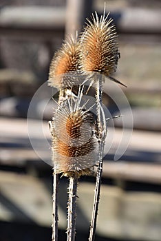 Spiky teasel head Dipsacus fullonum wildflower photo