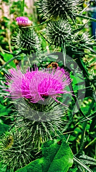 Spiky thistle