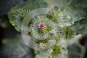 Spiky thistle plant