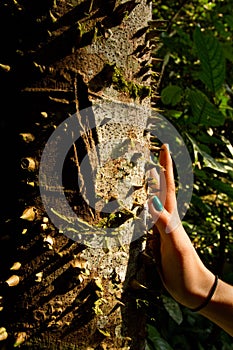 Spiky trunk of tree in amazon rainforest, Yasuni