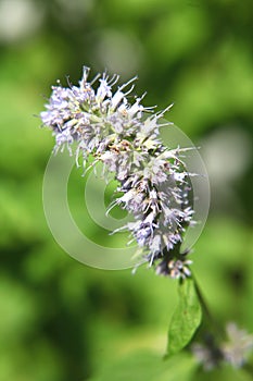 Spiky Violet Flower Head