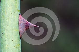 Spiky wild rose thorn