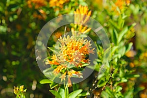 Spiky yellow flower with deep lush oval green leaves