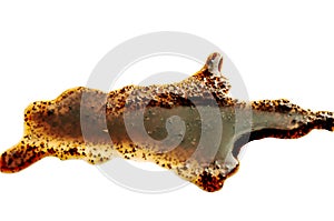 Spilled black coffee is isolated on a white background