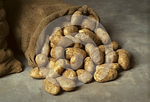Spilled burlap sack of potatoes