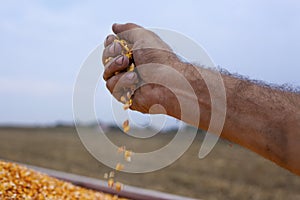 Spilling freshly harvested corn maize seeds grains