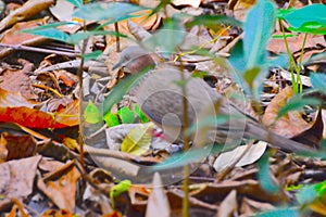 Spilopelia chinensis hiding in grass in waterfowl habitat