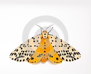 Spilosoma multiguttata moth