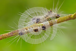 Spilosoma virginica caterpillar