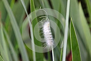 Spilosoma virginica, white form caterpillar
