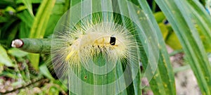 Spilosoma virginica yellow hairy caterpillar, Virginian tiger mouth with black neck bend