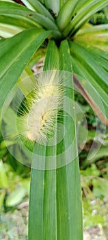 Spilosoma virginica yellow hairy caterpillar, Virginian tiger mouth turn left