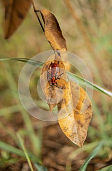 Spilostethus pandurus is a species of insect in the suborder Heteroptera family of Lygaeidae subfamily Lygaeinae