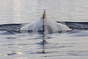 Spin and fin whale humpback dived in Antarctic waters