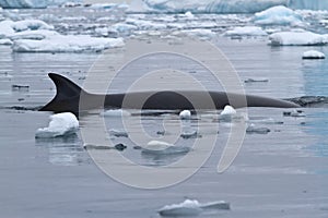 Spin and fin whale Minke which surfaced in Antarctic photo