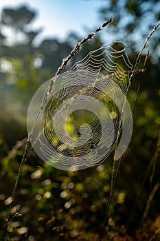 Spin net in sunlights. Sunny morning in Nature protected park area De Malpie near Eindhoven, North Brabant, Netherlands. Nature