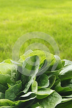 Spinach