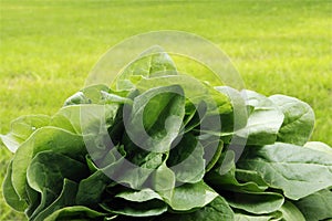 Spinach