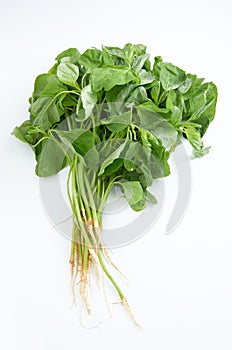 Spinach photo