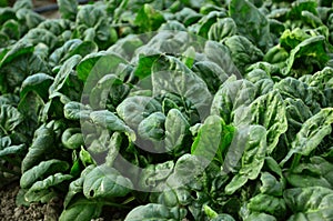 Spinach