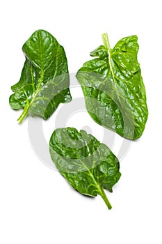 Spinach