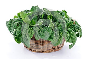 Spinach in the basket