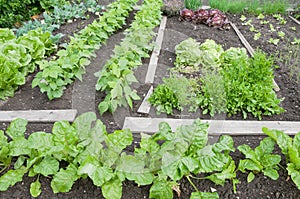 Spinach and bean plants on a vegetable garden patch