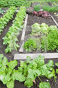 Spinach and bean plants on a vegetable garden patch