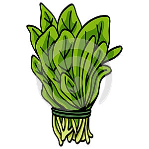Spinach Bunch Leaves Green Raw Vegetable Organic Vector Illustration