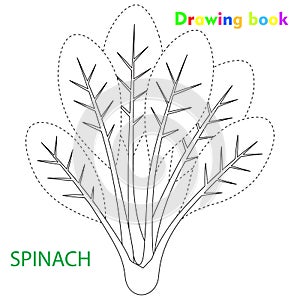 Spinach coloring and drawing book vegetable design illustration