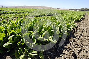 Spinach Crop