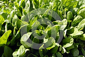 Spinach Crop