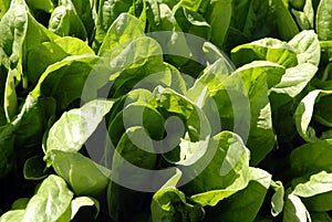 Spinach Crop