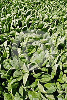 Spinach Crop