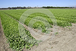 Spinach Crop