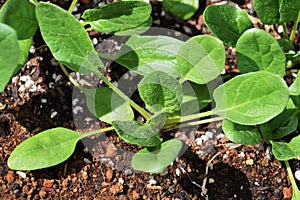 Spinach cultivation