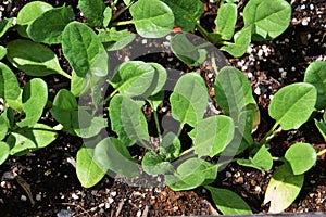 Spinach cultivation