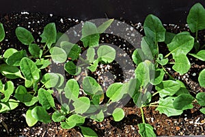 Spinach cultivation