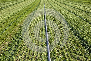 Spinach field just harvested