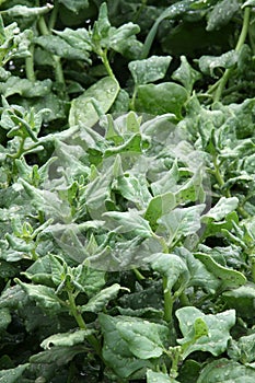 Spinach fresh on the garden bed