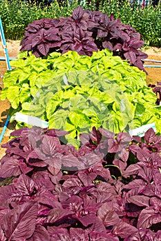 Spinach in the garden