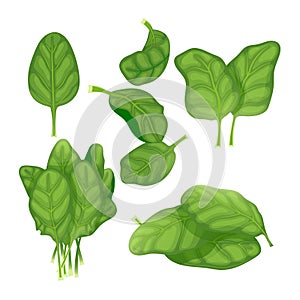 spinach green leaf set cartoon vector illustration